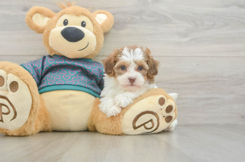 6 week old Shih Poo Puppy For Sale - Pilesgrove Pups