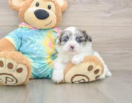 7 week old Shih Poo Puppy For Sale - Pilesgrove Pups