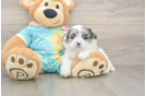 Shih Poo Pup Being Cute