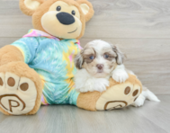 9 week old Shih Poo Puppy For Sale - Pilesgrove Pups