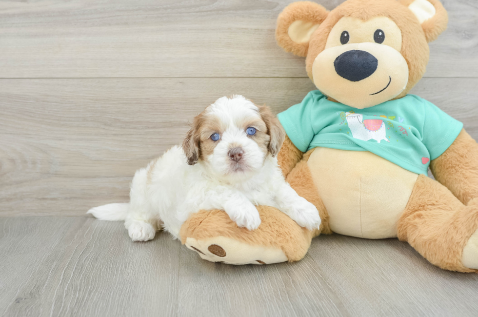 5 week old Shih Poo Puppy For Sale - Pilesgrove Pups