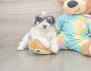 5 week old Shih Poo Puppy For Sale - Pilesgrove Pups