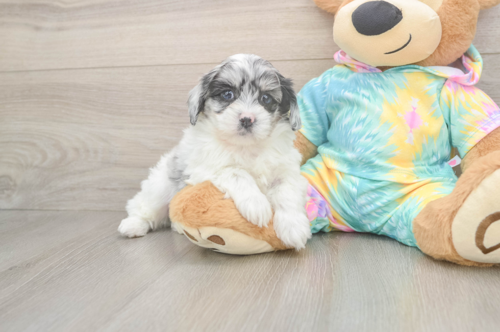 5 week old Shih Poo Puppy For Sale - Pilesgrove Pups