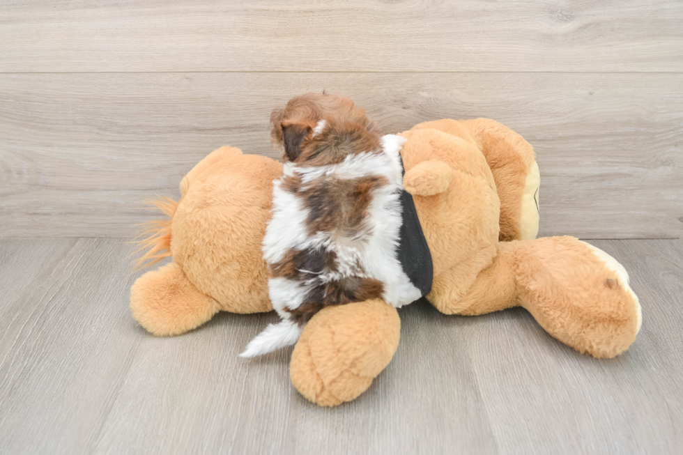 Shih Poo Pup Being Cute