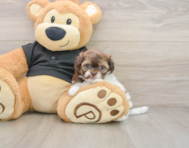 7 week old Shih Poo Puppy For Sale - Pilesgrove Pups