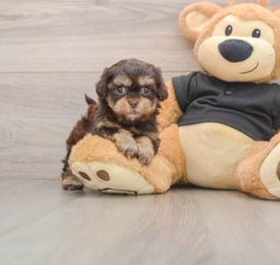 6 week old Shih Poo Puppy For Sale - Pilesgrove Pups