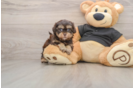 Shih Poo Puppy for Adoption