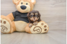 Playful Shihpoo Poodle Mix Puppy