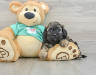 8 week old Shih Poo Puppy For Sale - Pilesgrove Pups