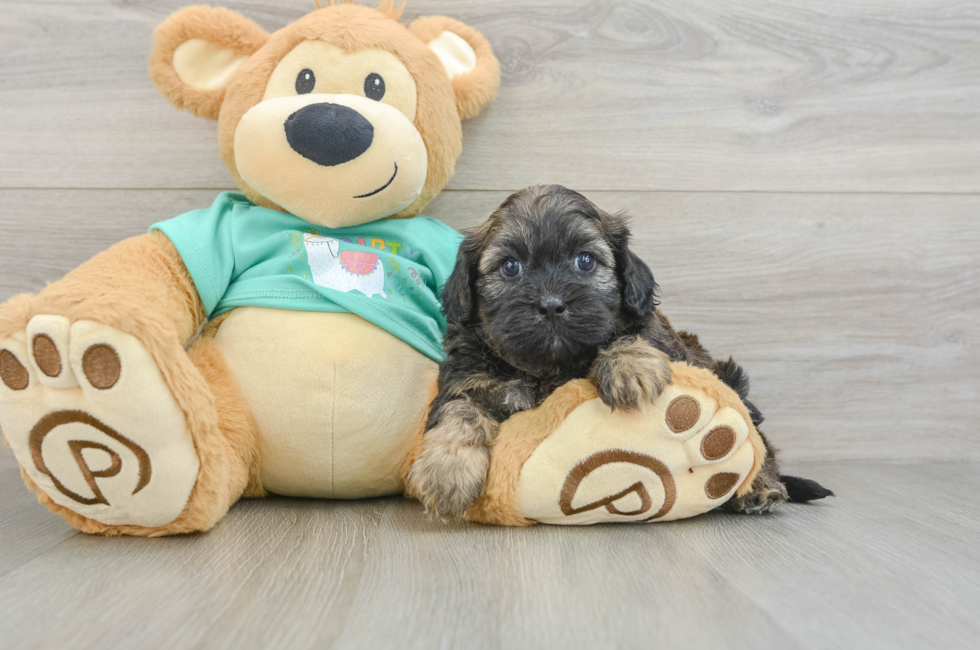 5 week old Shih Poo Puppy For Sale - Pilesgrove Pups