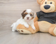 10 week old Shih Poo Puppy For Sale - Pilesgrove Pups