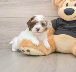 7 week old Shih Poo Puppy For Sale - Pilesgrove Pups