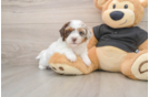 Best Shih Poo Baby