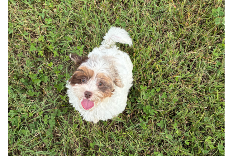 Shih Poo Puppy for Adoption