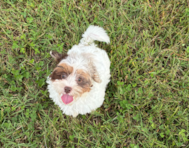 12 week old Shih Poo Puppy For Sale - Pilesgrove Pups