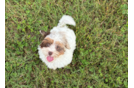 Shih Poo Puppy for Adoption
