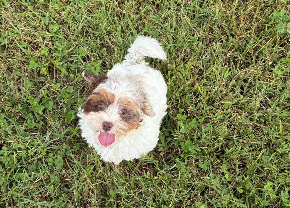 Shih Poo Puppy for Adoption