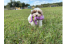 Best Shih Poo Baby