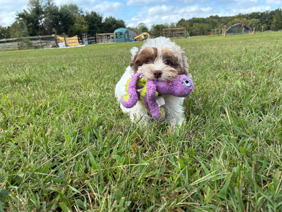 Best Shih Poo Baby