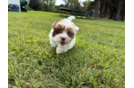 Shih Poo Puppy for Adoption