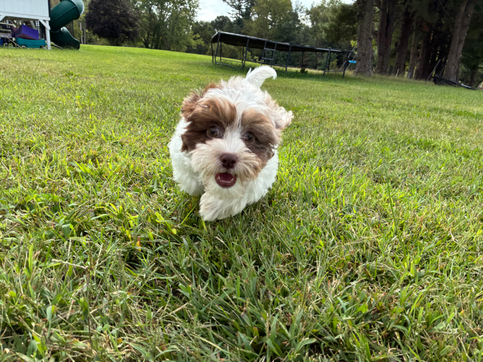 Shih Poo Puppy for Adoption