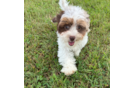 Cute Shih Poo Poodle Mix Pup