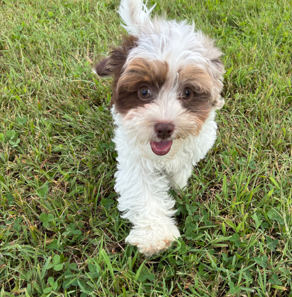 Cute Shih Poo Poodle Mix Pup