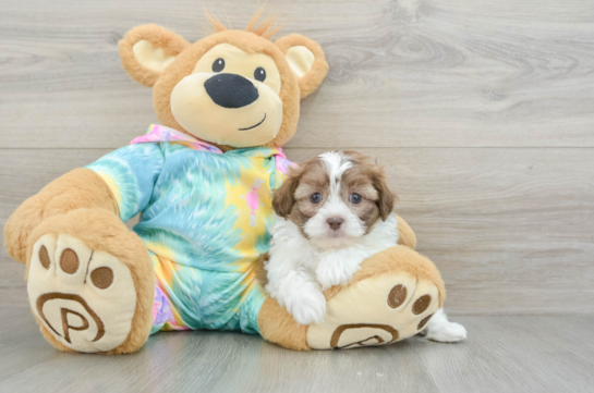 Shih Poo Pup Being Cute