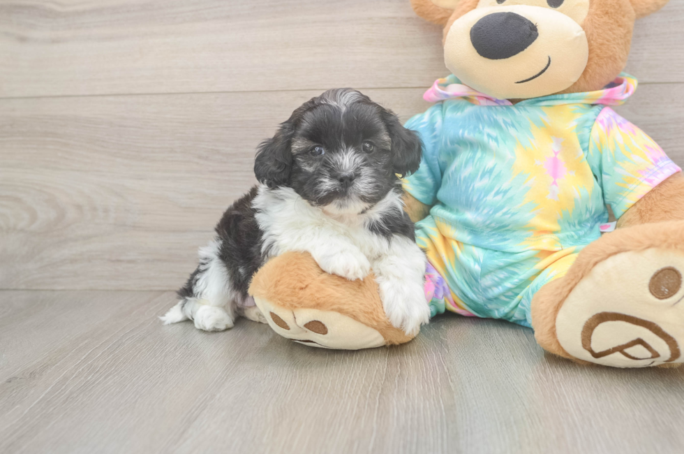 5 week old Shih Poo Puppy For Sale - Pilesgrove Pups