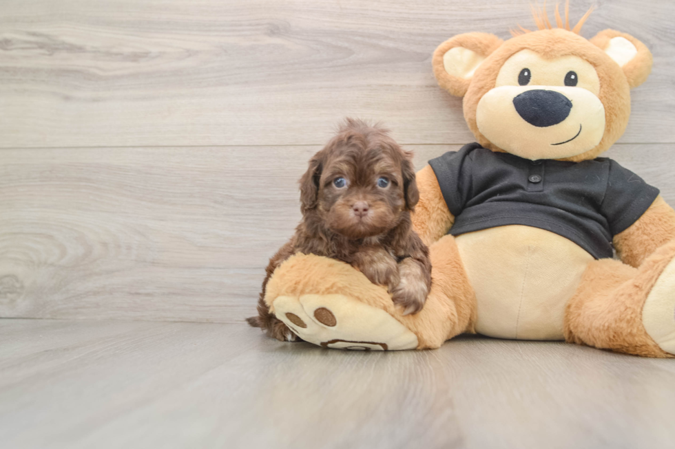 Shih Poo Puppy for Adoption