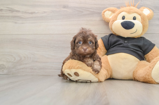 Shih Poo Puppy for Adoption