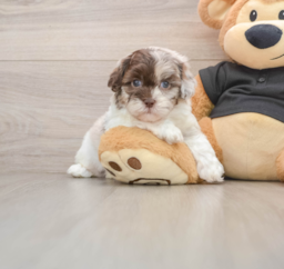 5 week old Shih Poo Puppy For Sale - Pilesgrove Pups