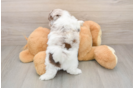 Shih Poo Pup Being Cute