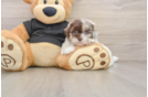 Energetic Shihpoo Poodle Mix Puppy