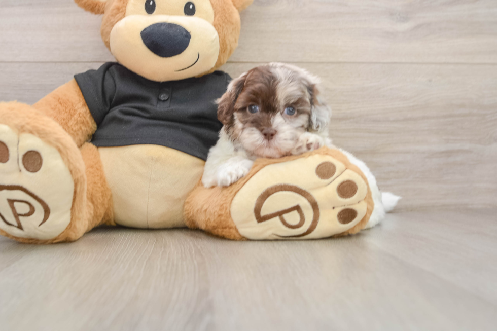 Energetic Shihpoo Poodle Mix Puppy