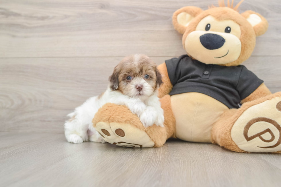 Shih Poo Puppy for Adoption