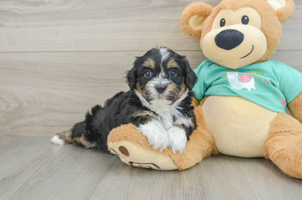 5 week old Shih Poo Puppy For Sale - Pilesgrove Pups