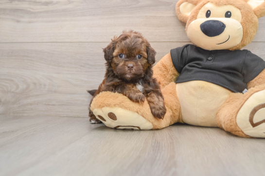 Shih Poo Pup Being Cute