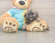 5 week old Shih Poo Puppy For Sale - Pilesgrove Pups