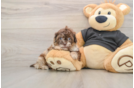 Playful Shih Poo Poodle Mix Puppy