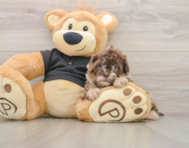 8 week old Shih Poo Puppy For Sale - Pilesgrove Pups