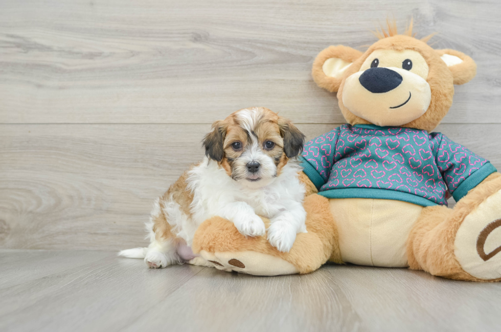 6 week old Shih Poo Puppy For Sale - Pilesgrove Pups