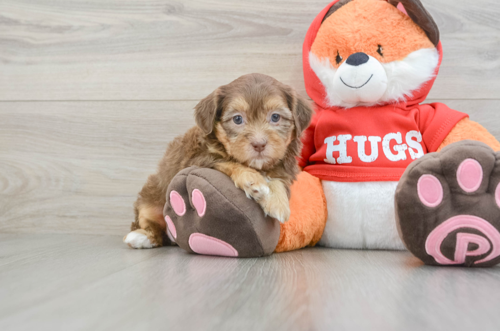 5 week old Shih Poo Puppy For Sale - Pilesgrove Pups