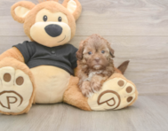 6 week old Shih Poo Puppy For Sale - Pilesgrove Pups