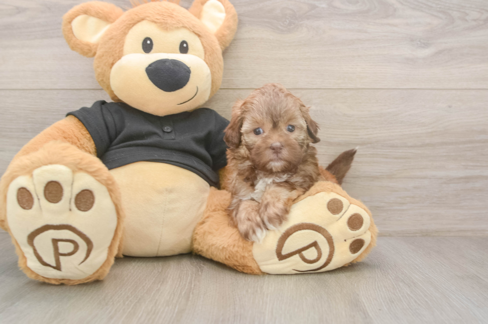 5 week old Shih Poo Puppy For Sale - Pilesgrove Pups