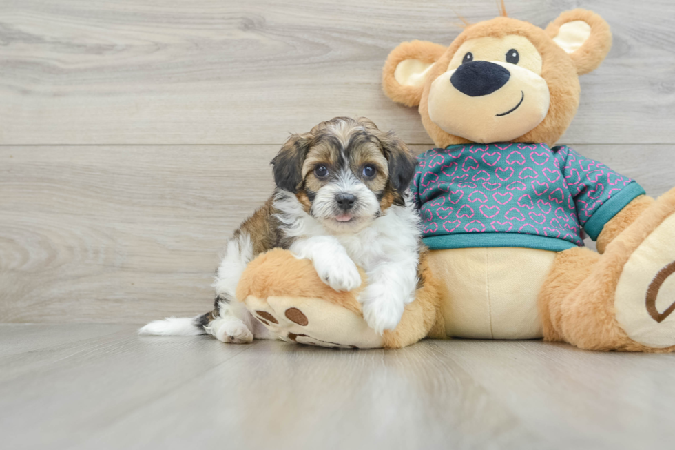 Playful Shihpoo Poodle Mix Puppy