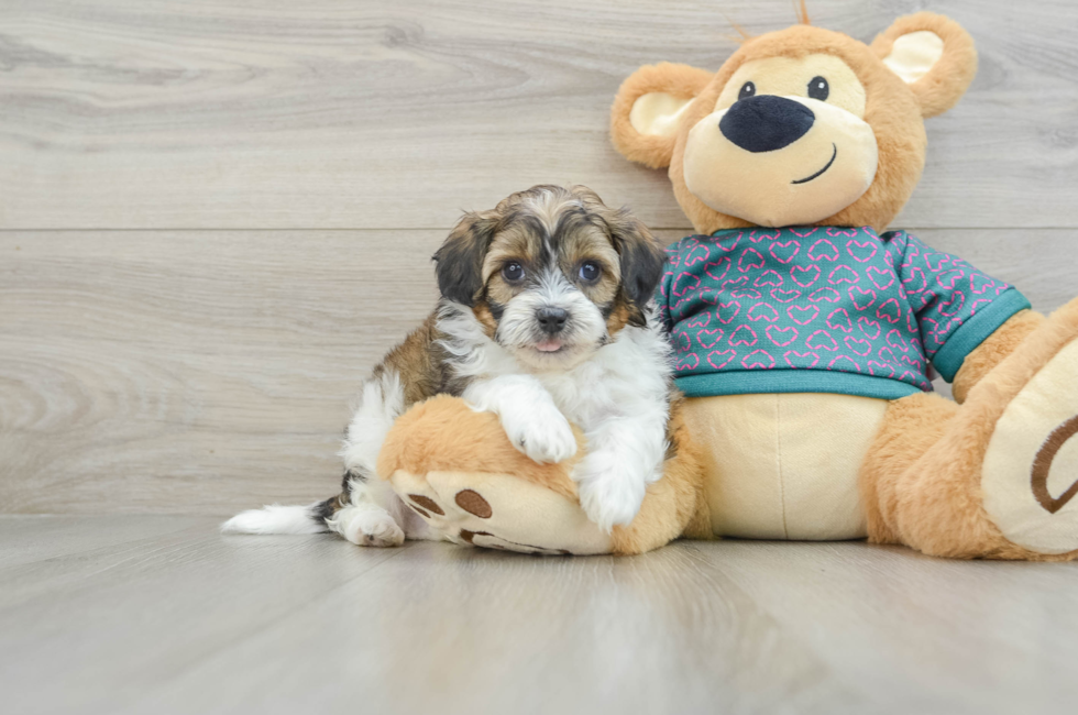 6 week old Shih Poo Puppy For Sale - Pilesgrove Pups