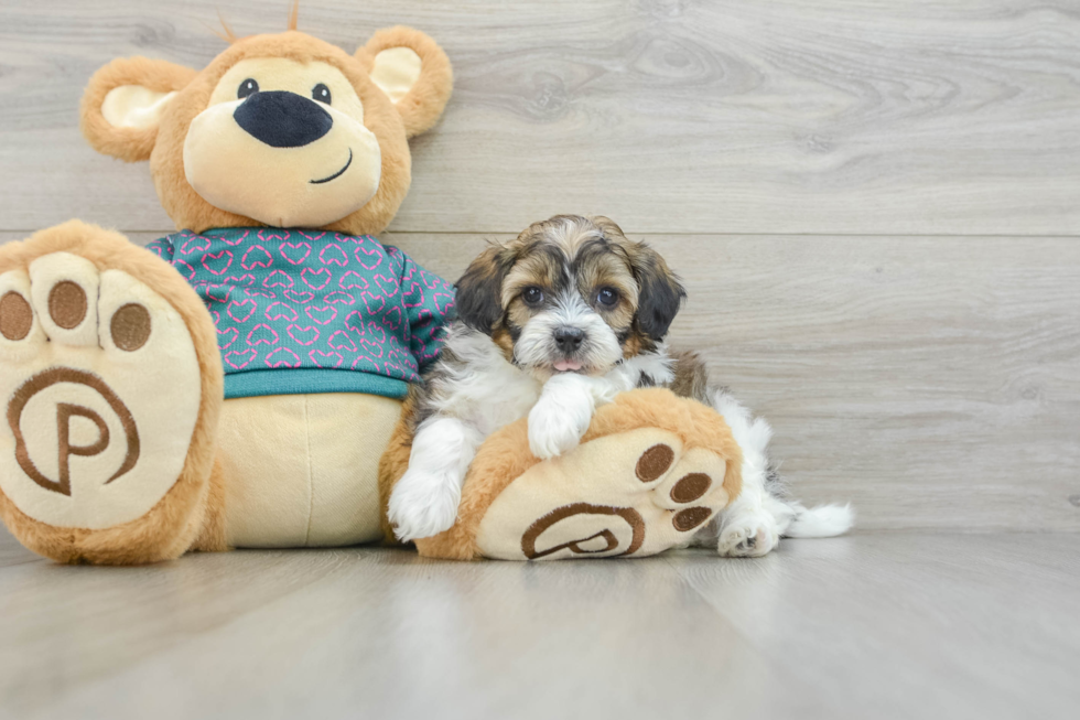 Little Shihpoo Poodle Mix Puppy