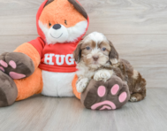 8 week old Shih Poo Puppy For Sale - Pilesgrove Pups