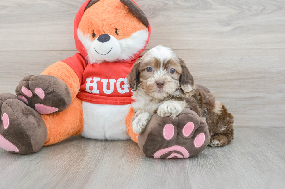 5 week old Shih Poo Puppy For Sale - Pilesgrove Pups